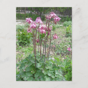 Colorado Columbine Blumen Postcard Postkarte