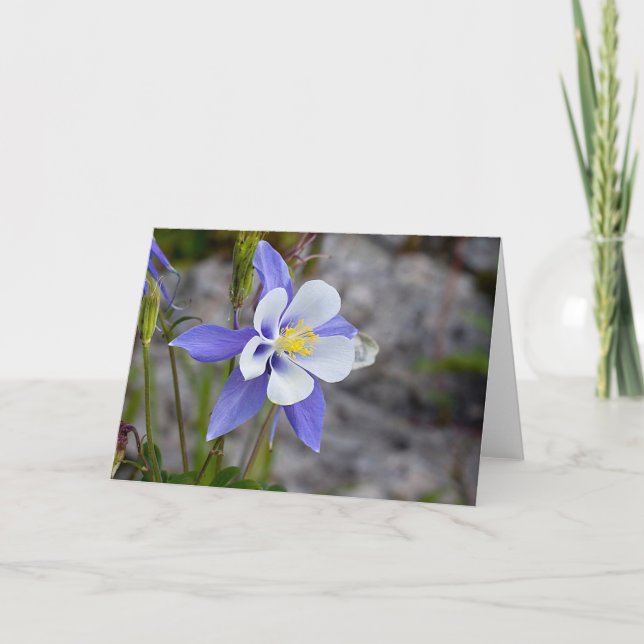 Colorado Columbine Karte (Vorderseite)