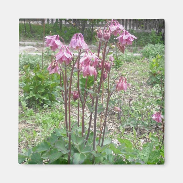 Colorado Columbine Magnet (Vorne)