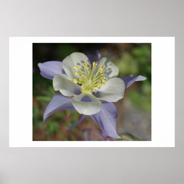 Colorado Columbine Poster (Vorne)