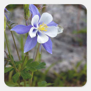 Colorado Columbine Quadratischer Aufkleber