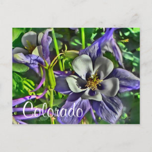 Colorado columbines carte postale