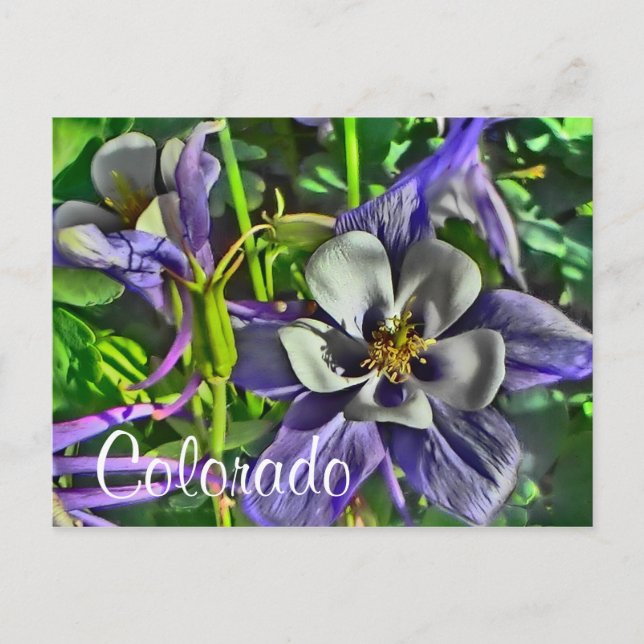 Colorado columbines carte postale (Devant)