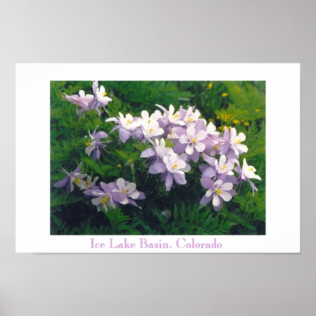 COLORado Columbines Poster (Vorne)