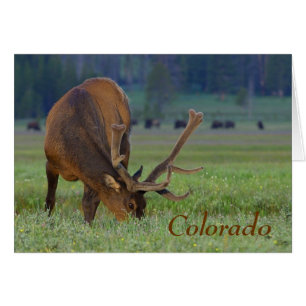 colorado elk note card
