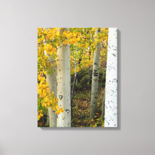 Colorado Espen Designer-Wrapped-Leinwand Leinwanddruck