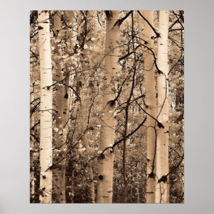 Colorado-Espen Poster