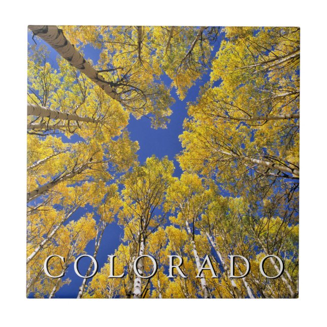 Colorado Fall | Aspenwald im Herbst Fliese (Vorderseite)