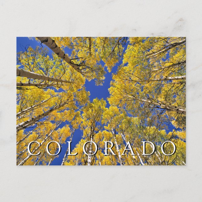 Colorado Fall | Aspenwald im Herbst Postkarte (Vorderseite)