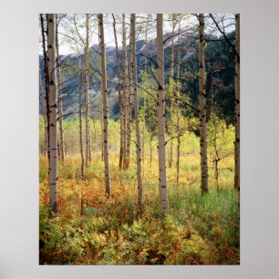 Colorado, Herbstfarben der Espen Poster