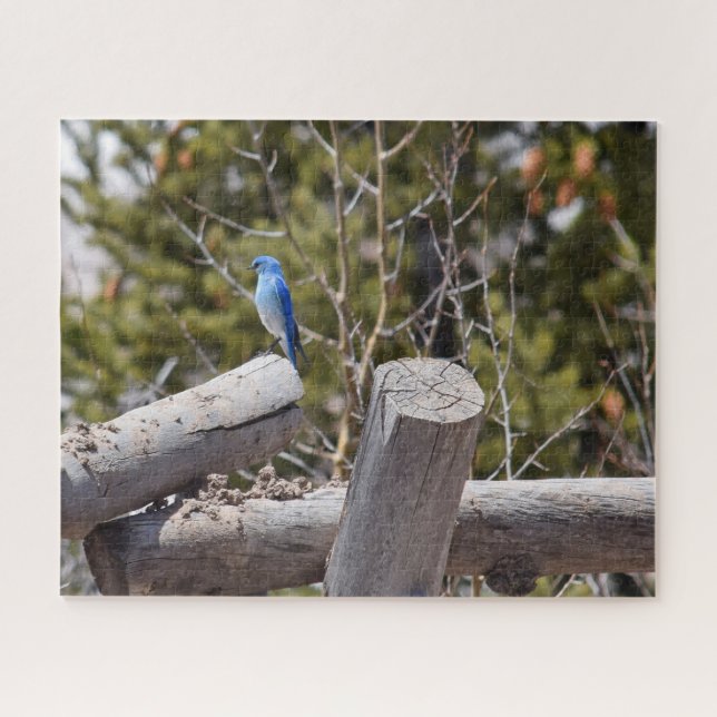 Colorado Mountain Bluebird - 16x20 - 520 Stk. (Horizontal)
