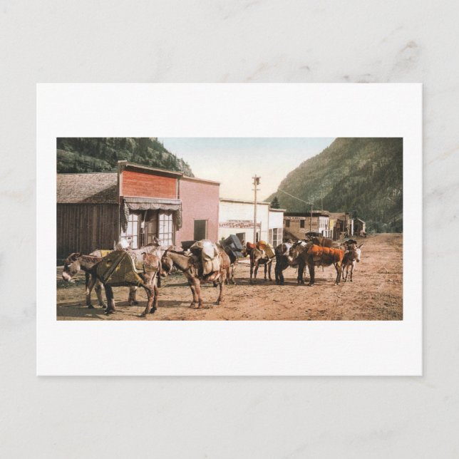Colorado Pack-Pfad Bereit für Bergleute 1904 Postkarte (Vorderseite)