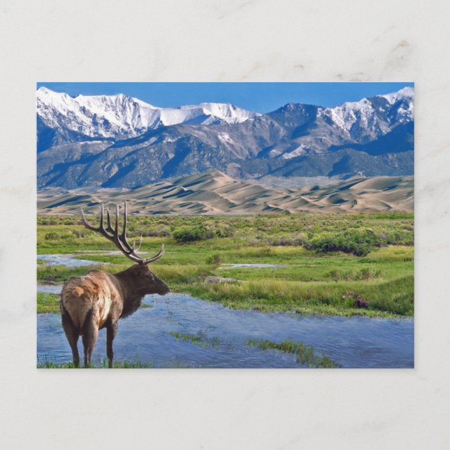 Colorado Rocky Mountains Elk Postkarte (Vorderseite)