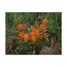 Colorado Scarlet Paintbrush Stationäre Stationen