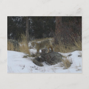 Colorado Snow Coyote Postkarte