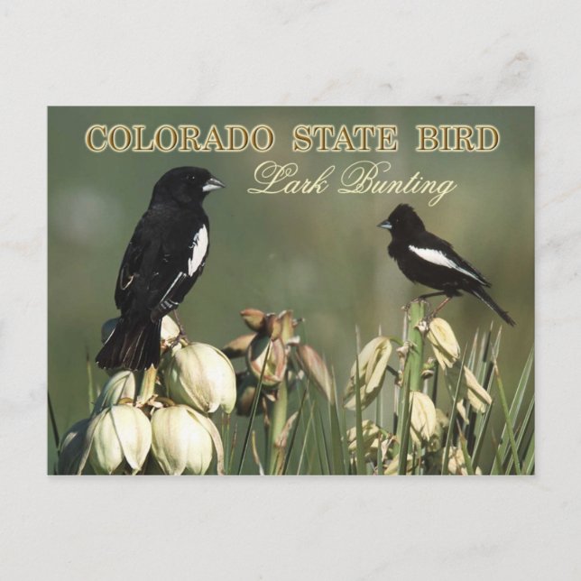 Colorado Staat Bird - Lark Bunting Postkarte (Vorderseite)