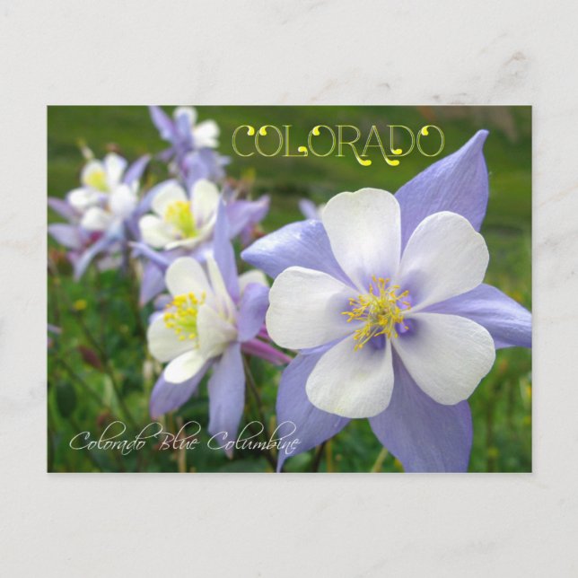 Colorado Staat Blume: Rocky Mountain Columbine Postkarte (Vorderseite)