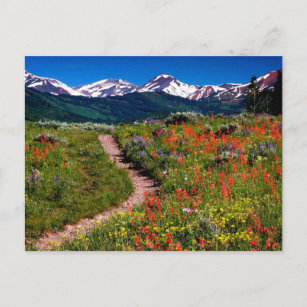 Colorado Wildblume Meadow Postkarte