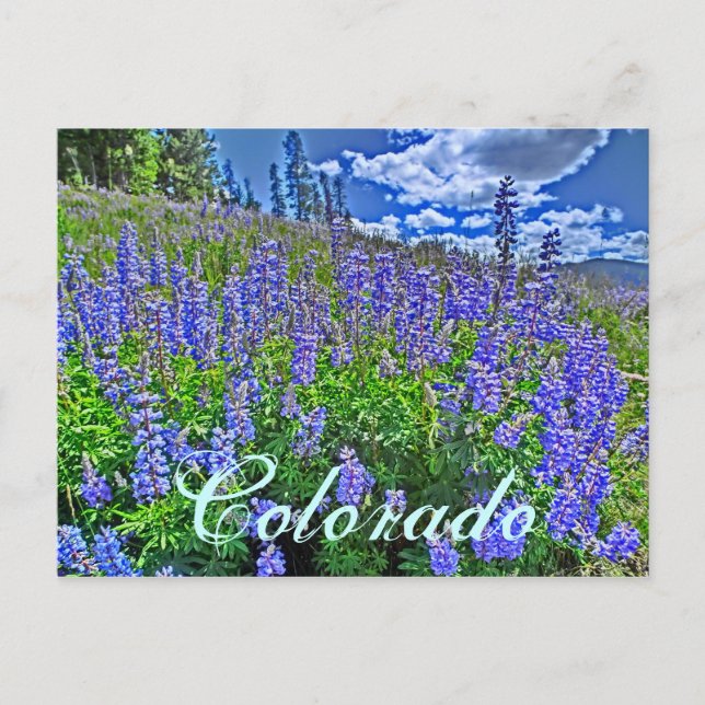 Colorado Wildblume Postkarte (Vorderseite)
