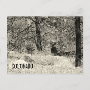 Colorado Wildlife Postkarte
