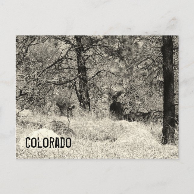 Colorado Wildlife Postkarte (Vorderseite)