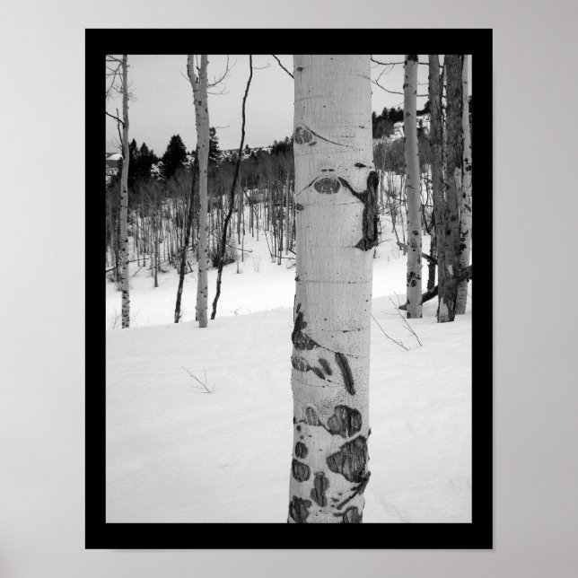 Colorado Winter Aspen Tree Poster (Vorne)