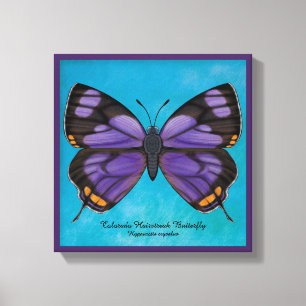 Coloradohairstreak-Schmetterling Leinwanddruck
