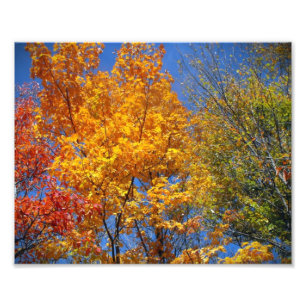 Coloré Arbres d'automne Nature Paysage Photo