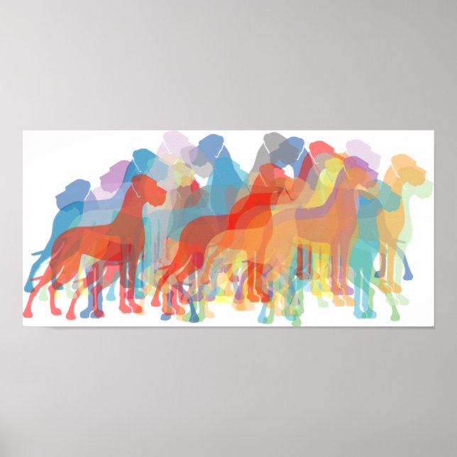 Colored Danes Poster (Vorne)