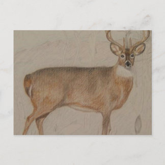 Colored Deer Postkarte
