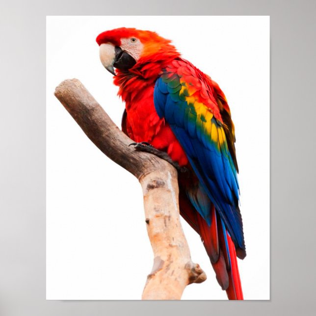 Colored Parrot Poster (Vorne)