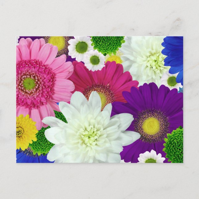 Colorfor Daisies Postcard Postkarte (Vorderseite)