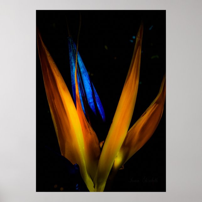 Colorful Bird of Paradise Flower Poster Print (Vorne)