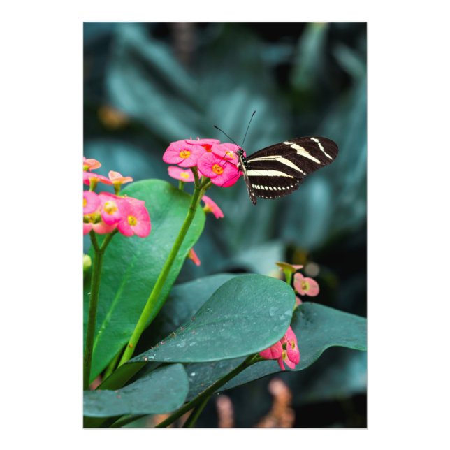 colorful butterfly in the garden fotodruck (Vorne)