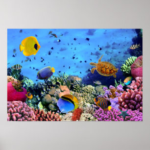 Colorful Coral Reef Critters Poster