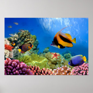 Colorful Coral & Tropical Fish Poster