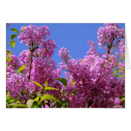 [Colorful Flowers] Pink Lilac Syringa Card