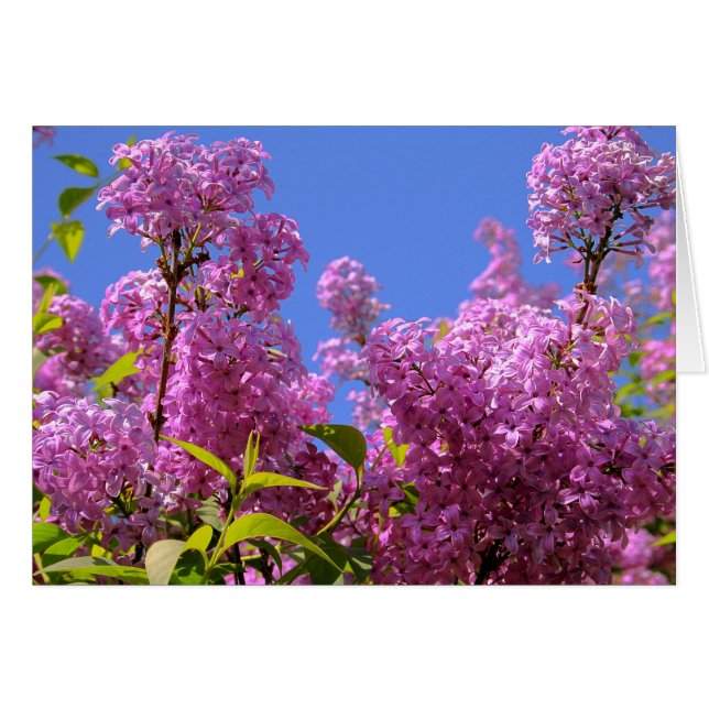 [Colorful Flowers] Pink Lilac Syringa Card (Vorderseite (Horizontal))