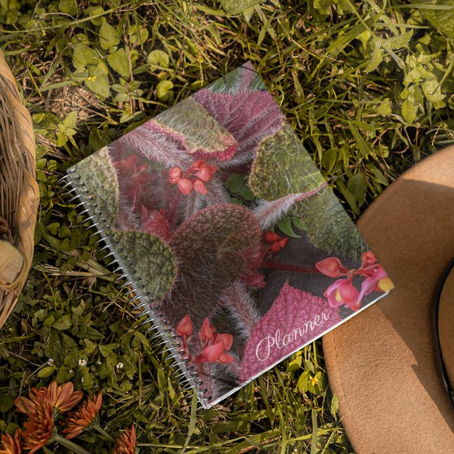 Colorful Hairy Begonia Floral Planer (In Situ)