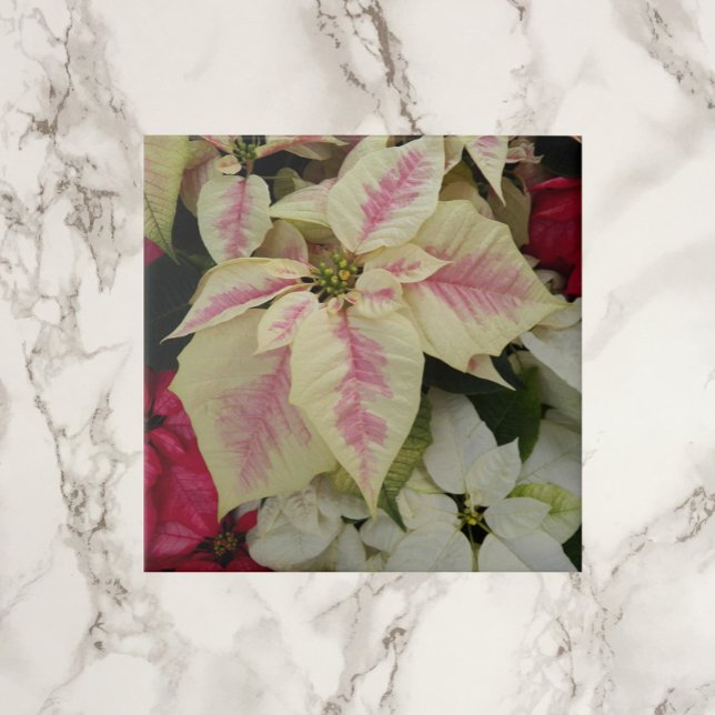 Colorful Holiday Poinsettias Floral Fliese (In Situ)