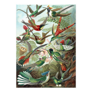 Colorful Hummingbirds von Ernst Haeckel Poster