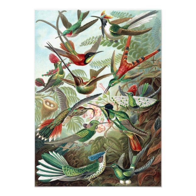 Colorful Hummingbirds von Ernst Haeckel Poster (Vorne)