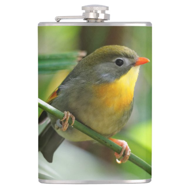 Colorful Leiothrix / Pekin Robin Songbird Flachmann (Vorderseite)