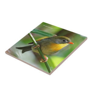 Colorful Leiothrix / Pekin Robin Songbird Fliese