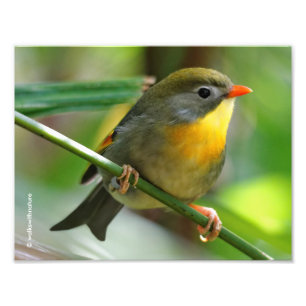 Colorful Leiothrix / Pekin Robin Songbird Fotodruck