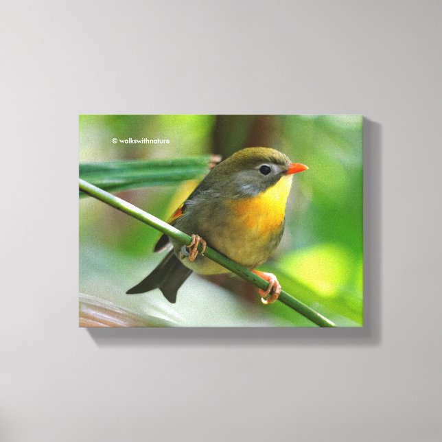 Colorful Leiothrix / Pekin Robin Songbird Leinwanddruck (Vorderseite)