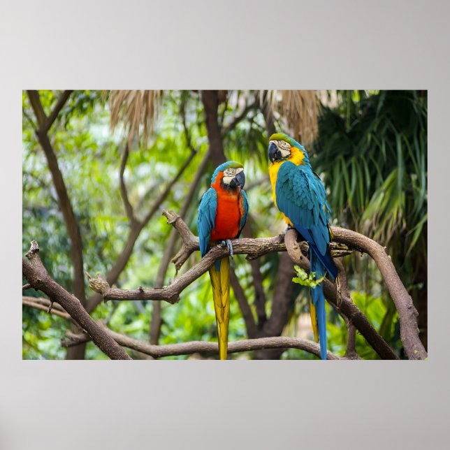 Colorful Macaw Parrots Perched Together Poster (Vorne)
