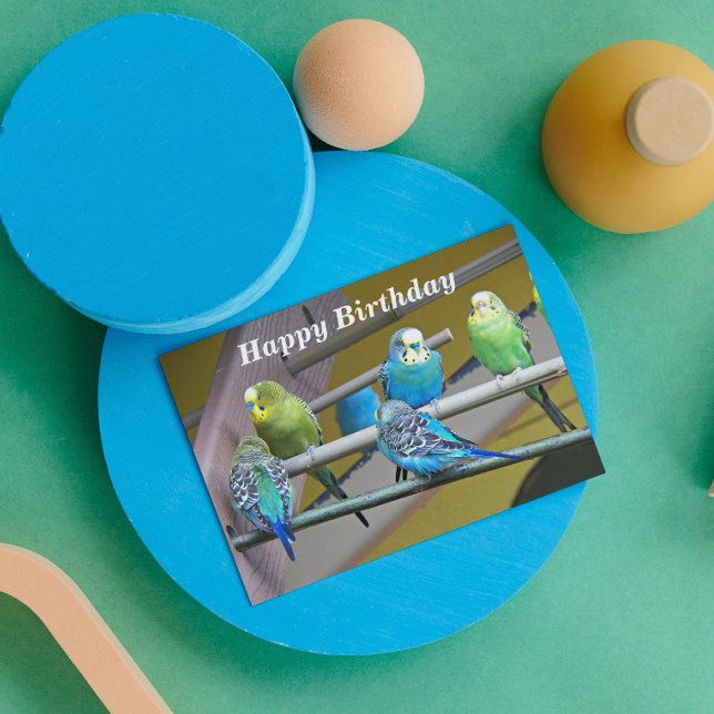 Colorful Parakeets Photo From All Birthday Karte (In Situ)