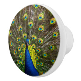 Colorful peacock keramikknauf