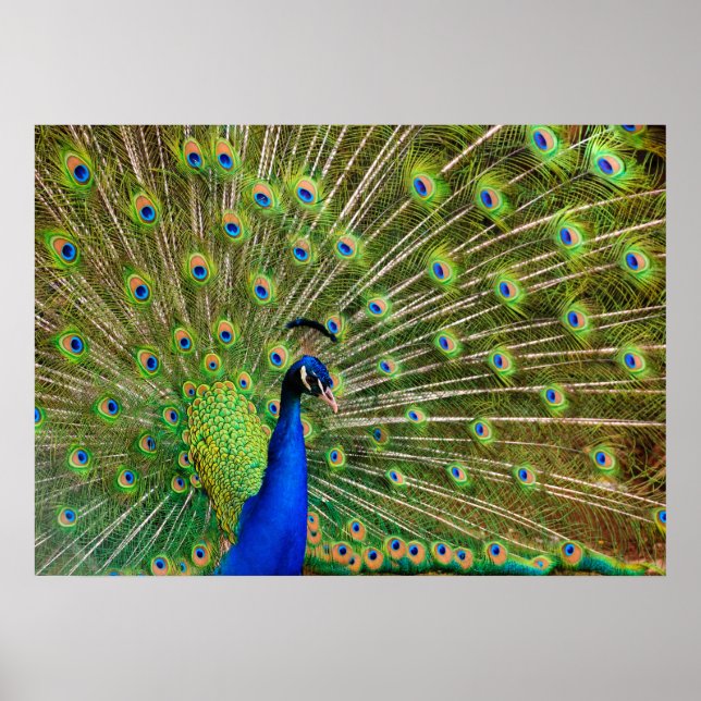 Colorful Peacock Poster (Vorne)